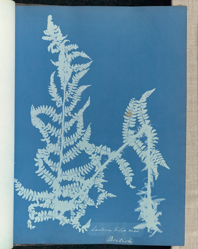 Anna Atkins:Lastrea filix mas, British,16x12"(A3)Poster