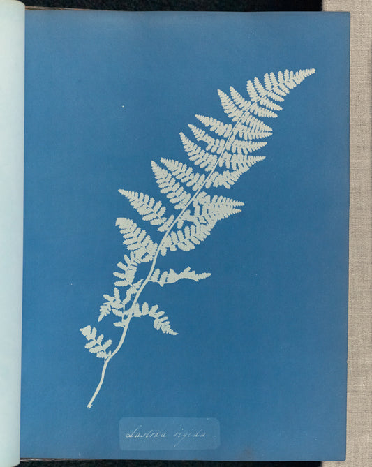 Anna Atkins:Lastrea rigida,16x12"(A3)Poster