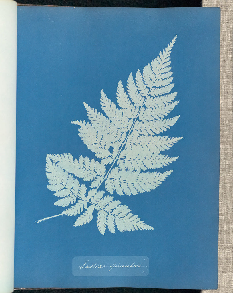 Anna Atkins:Lastrea spinulosa,16x12"(A3)Poster