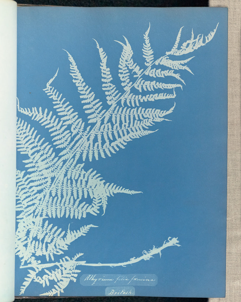 Anna Atkins:Athyrium filix femina,16x12"(A3)Poster