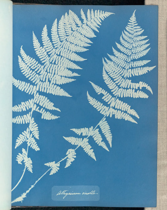 Anna Atkins:Athyrium molle,16x12"(A3)Poster
