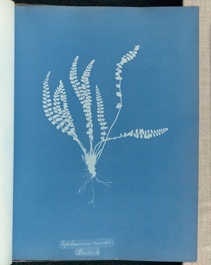 Anna Atkins:Asplenium viride, British,16x12"(A3)Poster