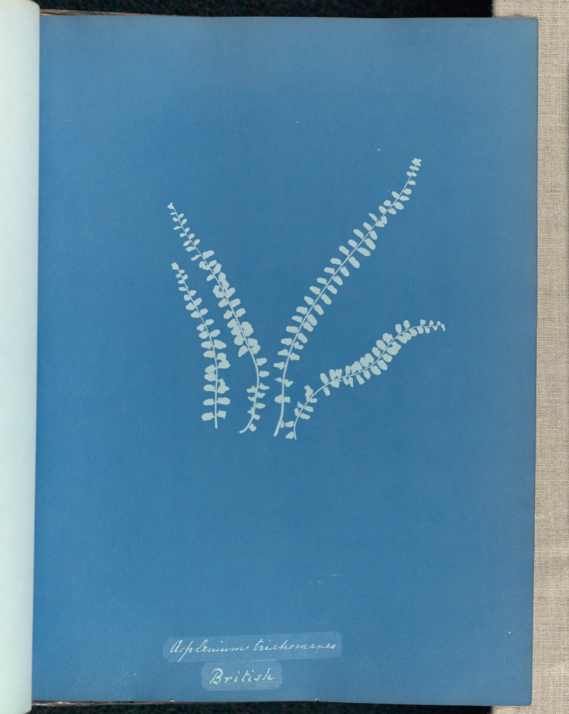 Anna Atkins:Asplenium trichomanes, British,16x12"(A3)Poster