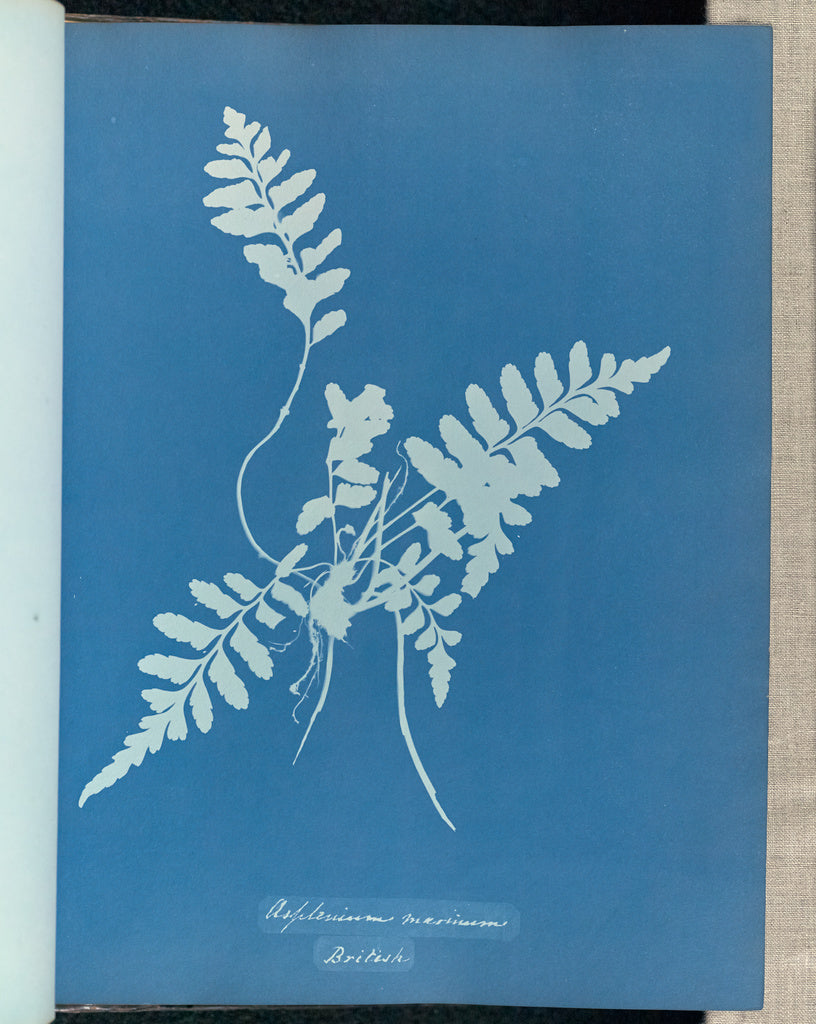 Anna Atkins:Asplenium marinum, British,16x12"(A3)Poster