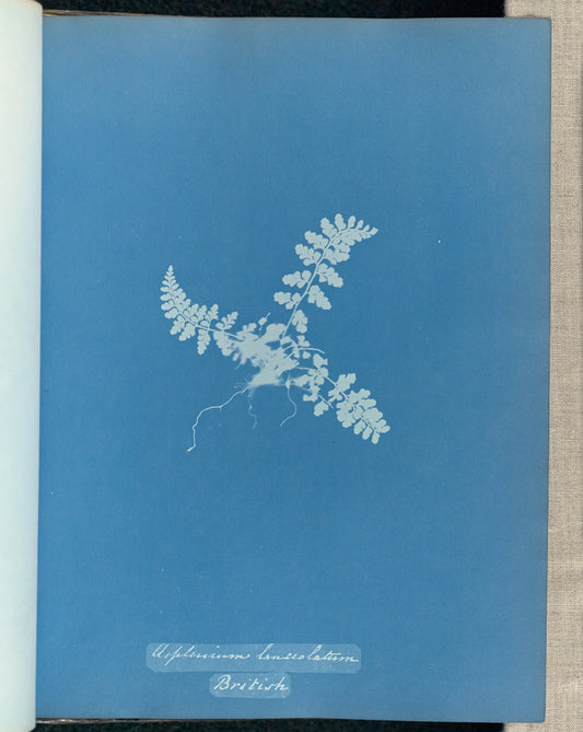 Anna Atkins:Asplenium lanceolatum, British,16x12"(A3)Poster