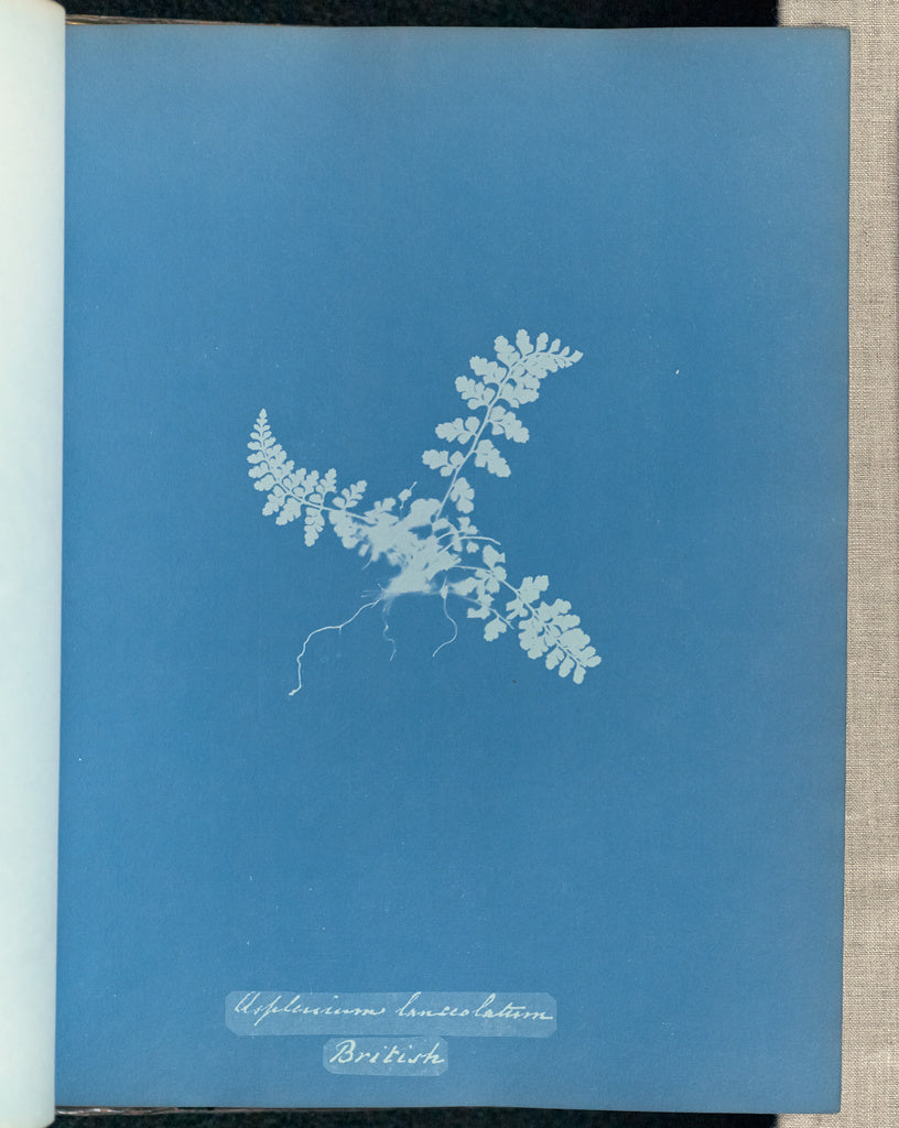 Anna Atkins:Asplenium lanceolatum, British,16x12"(A3)Poster