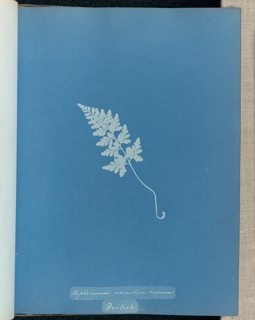 Anna Atkins:Asplenium adiantum nigrum, British,16x12"(A3)Poster