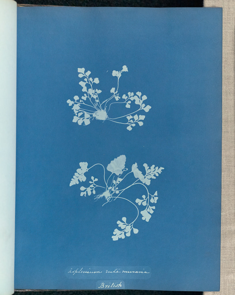 Anna Atkins:Asplenium ruta muraria, British,16x12"(A3)Poster