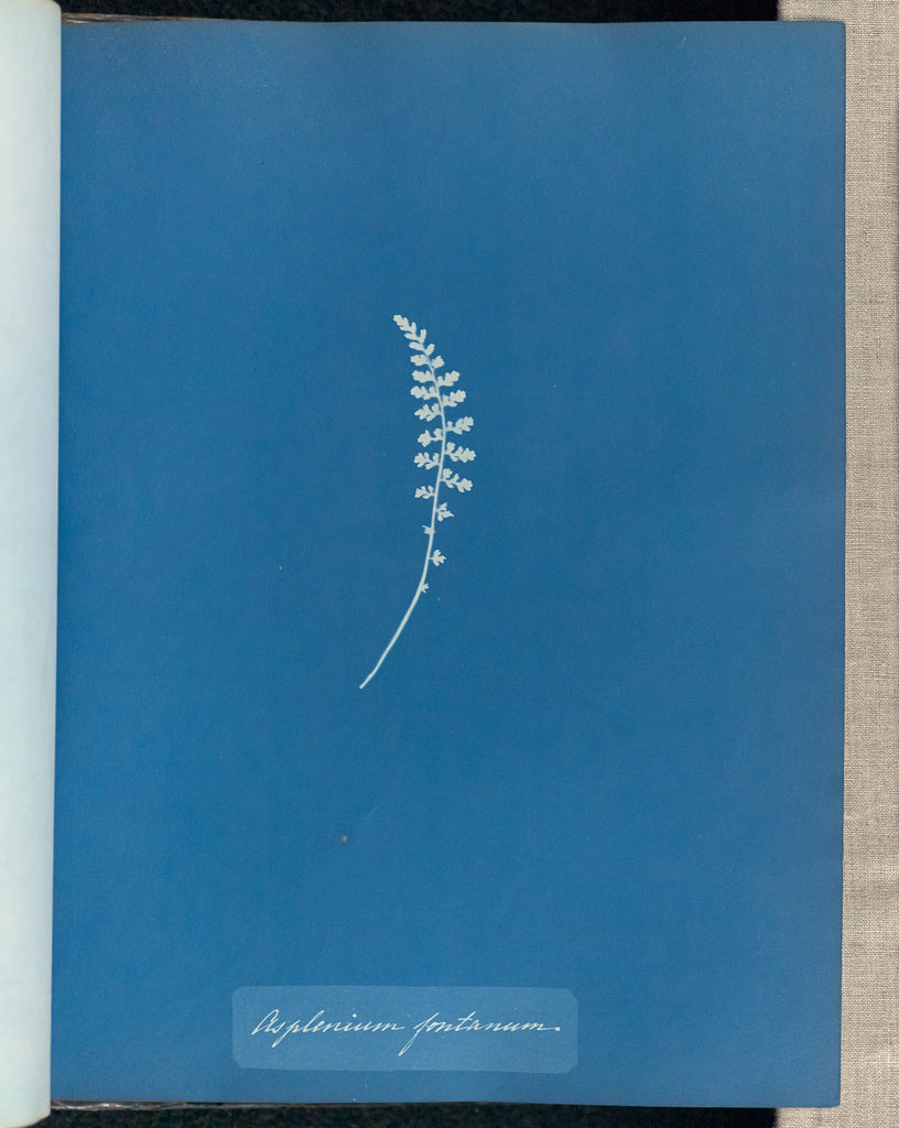 Anna Atkins:Asplenium fontanum,16x12"(A3)Poster