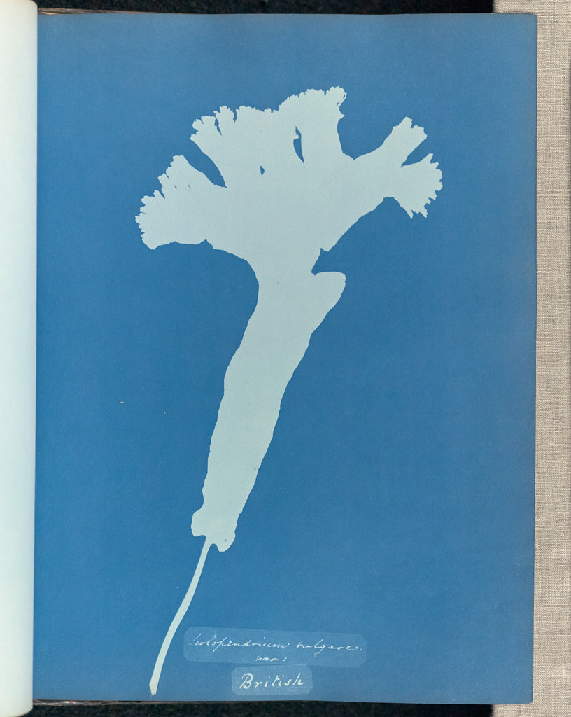 Anna Atkins:Scolopendrium vulgare [illeg.], british,16x12"(A3)Poster