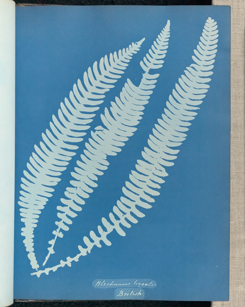 Anna Atkins:Blechnum boreale, British,16x12"(A3)Poster