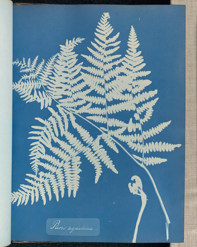 Anna Atkins:Pteris aquilina,16x12"(A3)Poster