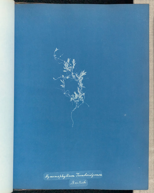 Anna Atkins:Hymenophyllum Tunbridgense, British,16x12"(A3)Poster