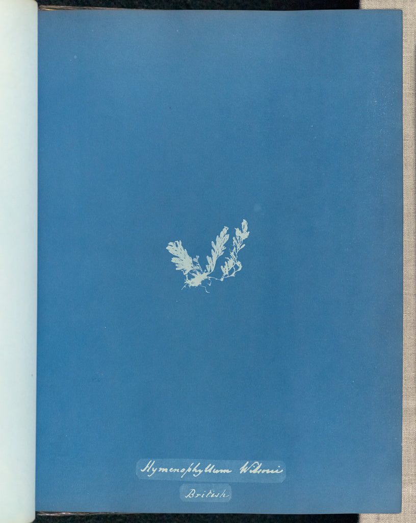 Anna Atkins:Hymenophyllum Wilsonii, British,16x12"(A3)Poster