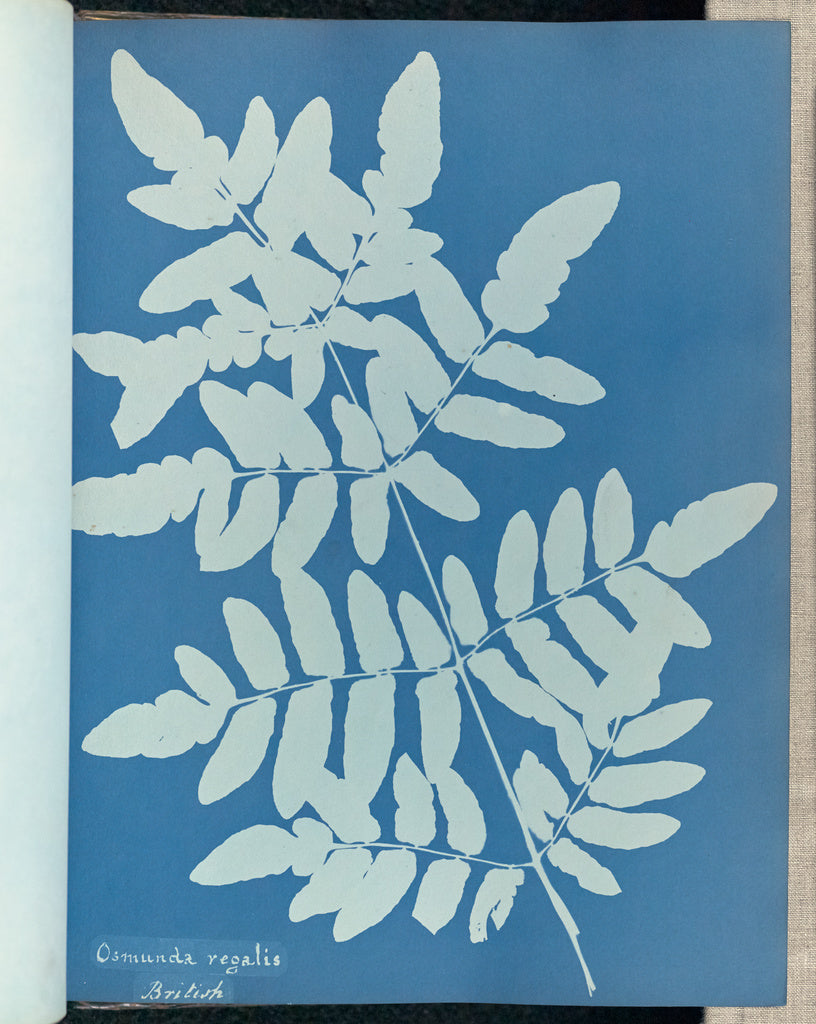 Anna Atkins:Osmunda regalis, British,16x12"(A3)Poster