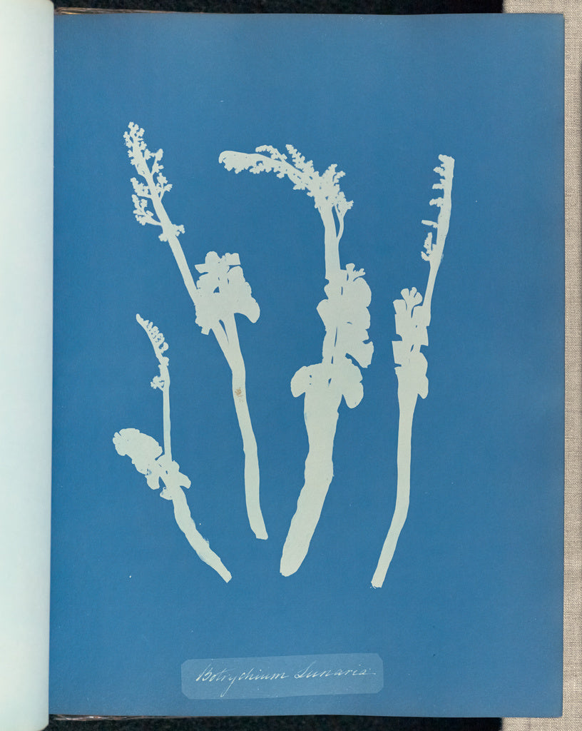 Anna Atkins:Botrychium Lunaria,16x12"(A3)Poster