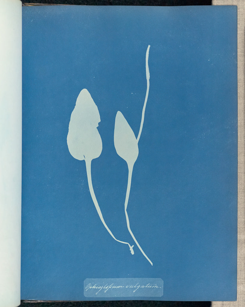 Anna Atkins:Ophioglossum vulgatum,16x12"(A3)Poster