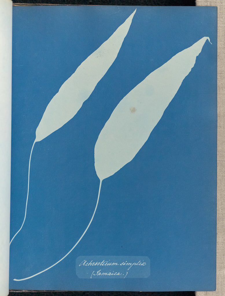 Anna Atkins:Achrosticum simplex, Jamaica,16x12"(A3)Poster