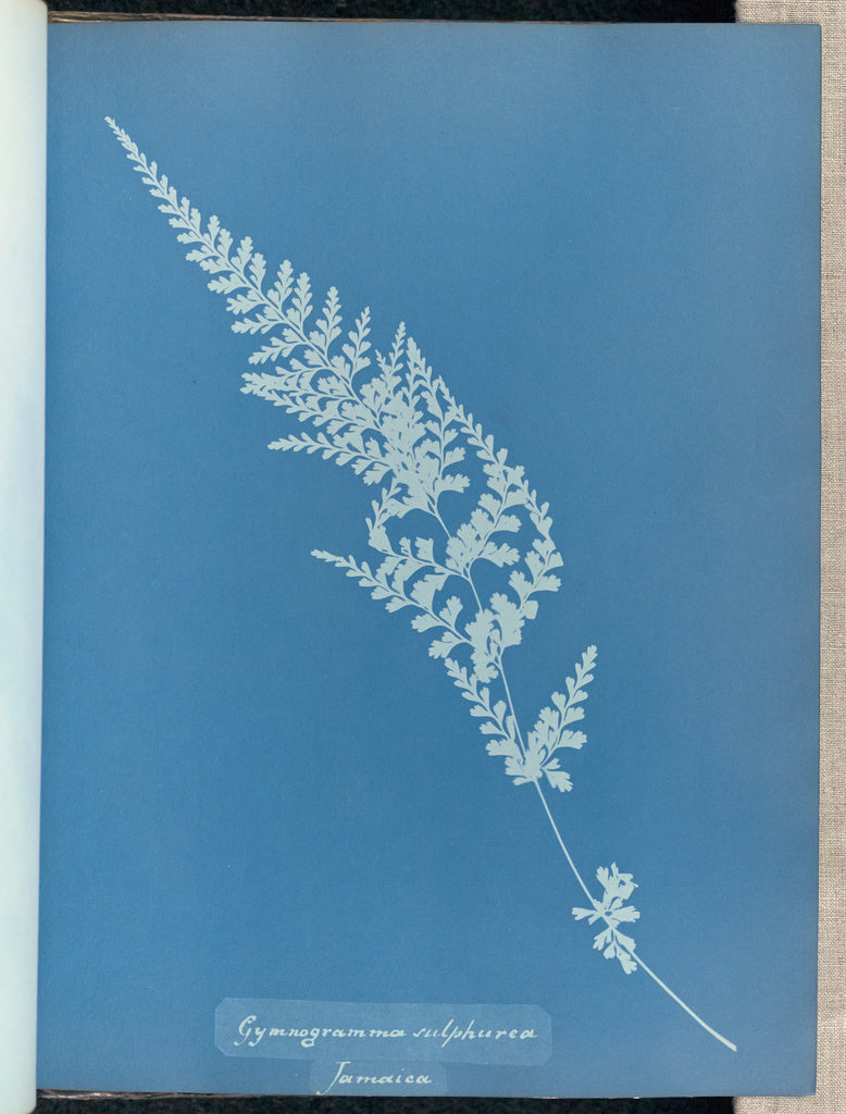 Anna Atkins:Gymnogramma sulphurea, Jamaica,16x12"(A3)Poster