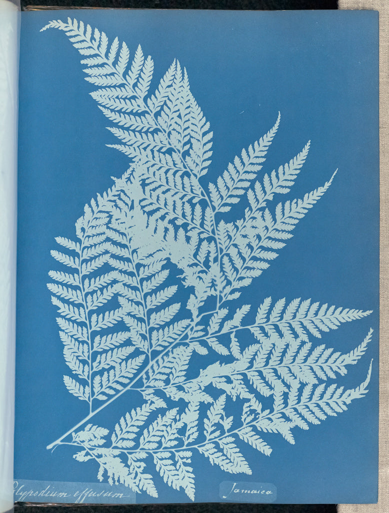 Anna Atkins:Polypodium effusum, Jamaica,16x12"(A3)Poster