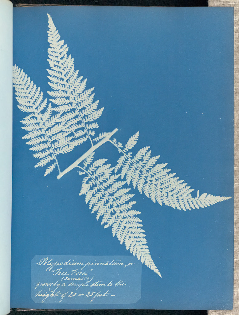 Anna Atkins:Polypodium pinnatum, Jamaica,16x12"(A3)Poster