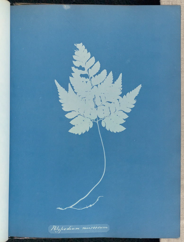 Anna Atkins:Polypodium muscosum,16x12"(A3)Poster