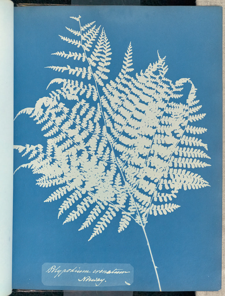 Anna Atkins:Polypodium crenatum, Norway,16x12"(A3)Poster