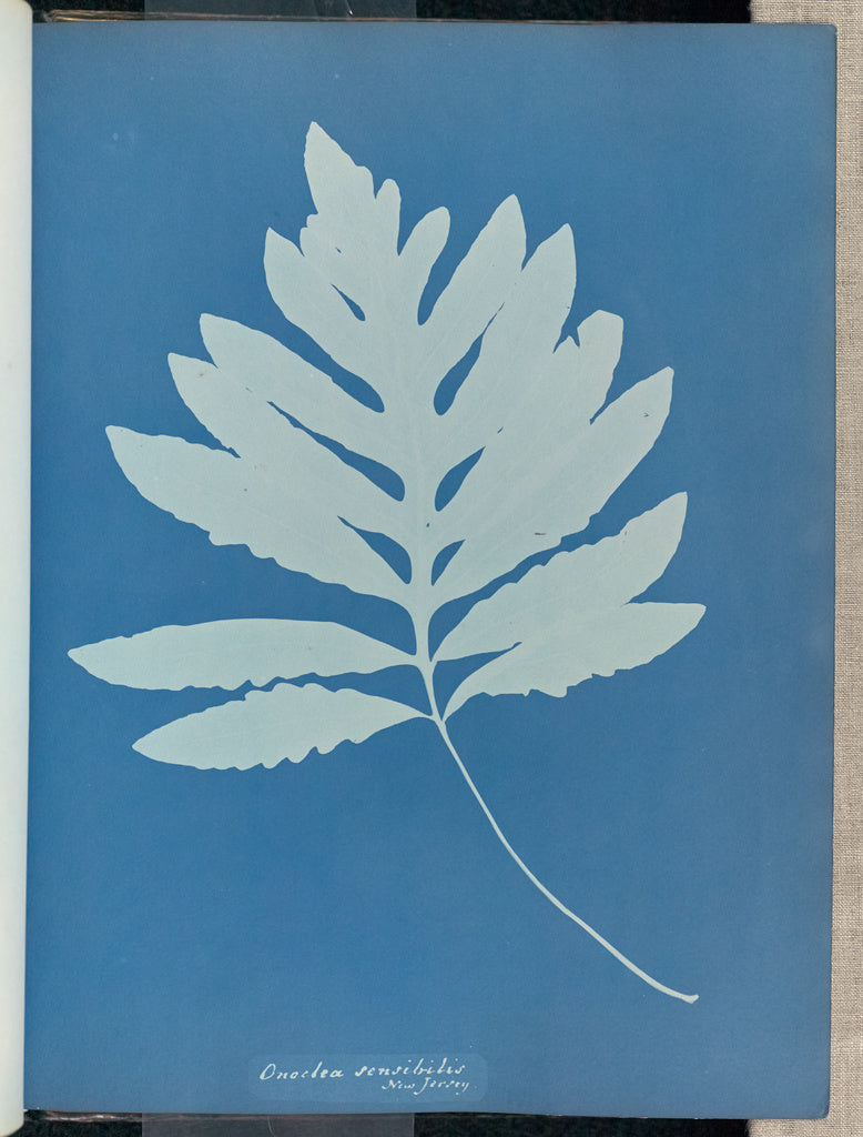 Anna Atkins:Onoclea sensibilis, New Jersey,16x12"(A3)Poster