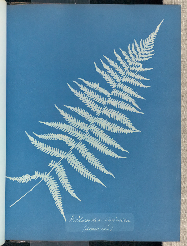 Anna Atkins:Woodwardia virginica, America,16x12"(A3)Poster