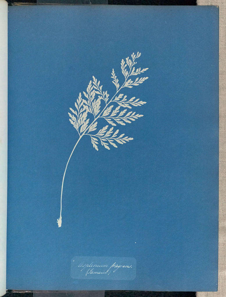 Anna Atkins:Asplenium fragrans, Jamaica,16x12"(A3)Poster