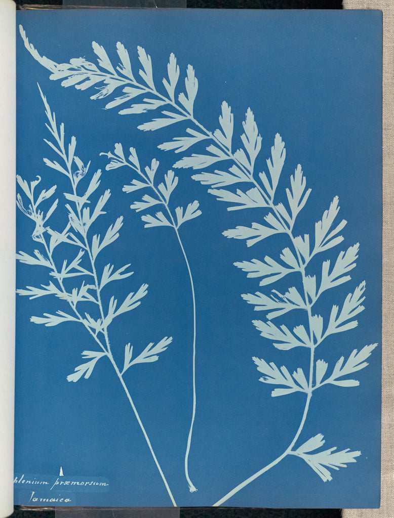 Anna Atkins:Asplenium praemorsum, Jamaica,16x12"(A3)Poster