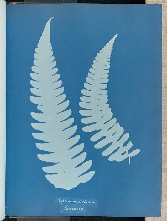 Anna Atkins:Asplenium striatum,16x12"(A3)Poster