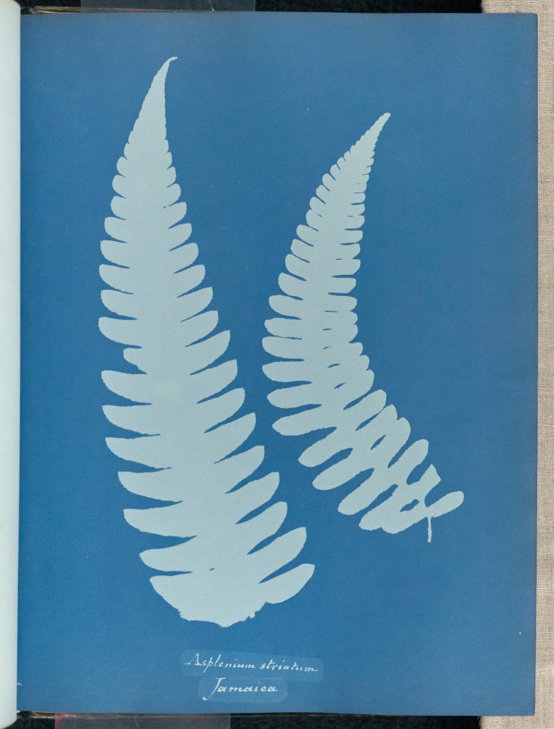 Anna Atkins:Asplenium striatum,16x12"(A3)Poster