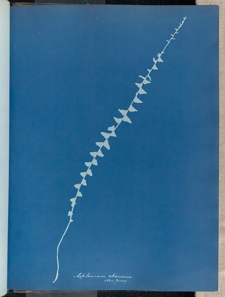 Anna Atkins:Asplenium ebenum, New Jersey,16x12"(A3)Poster