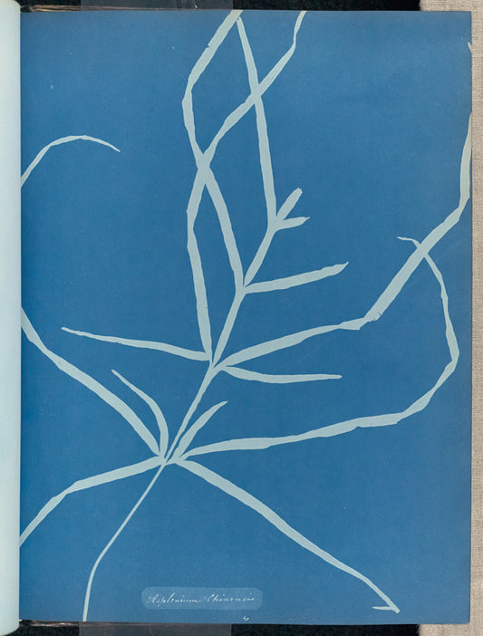 Anna Atkins:Asplenium Chinensis,16x12"(A3)Poster