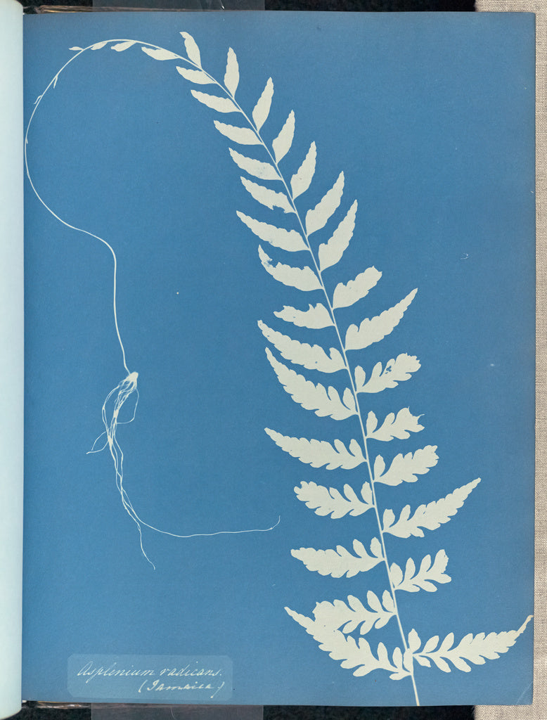 Anna Atkins:Asplenium radicans, Jamaica,16x12"(A3)Poster