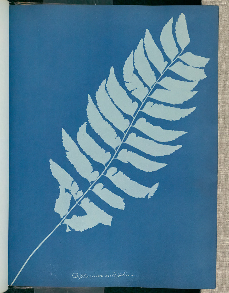 Anna Atkins:Diplazium cultifolium,16x12"(A3)Poster