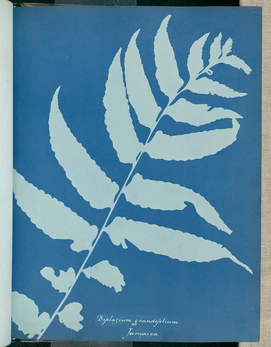 Anna Atkins:Diplazium grandifolium, Jamaica,16x12"(A3)Poster