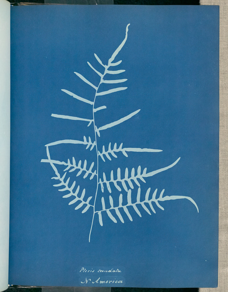 Anna Atkins:Pteris caudata, N. America,16x12"(A3)Poster