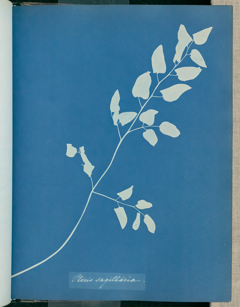 Anna Atkins:Pteris sagittaria,16x12"(A3)Poster