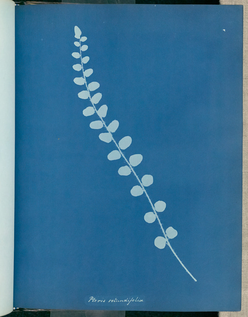 Anna Atkins:Pteris rotundifolia,16x12"(A3)Poster