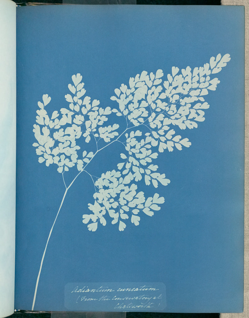 Anna Atkins:Adiantum cuneatum,16x12"(A3)Poster