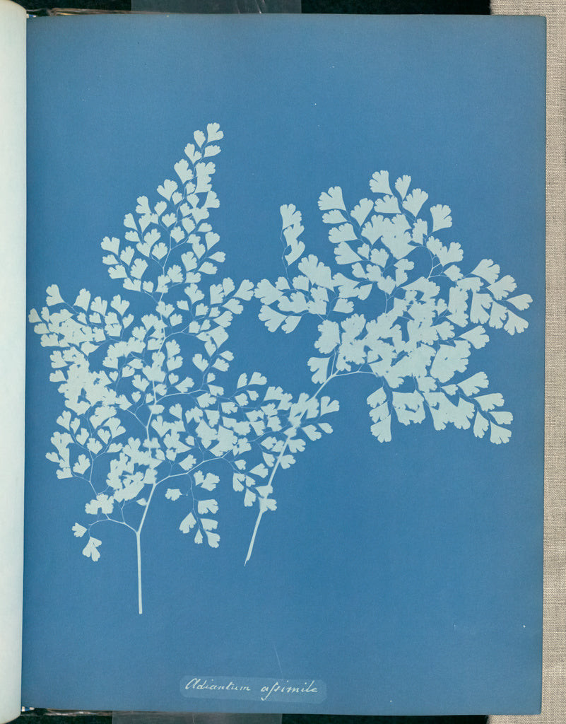 Anna Atkins:Adiantum assimile,16x12"(A3)Poster