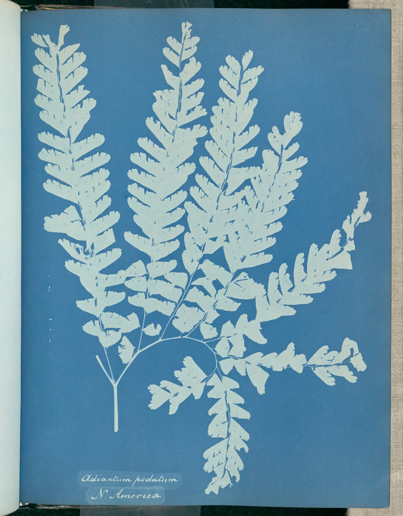 Anna Atkins:Adiantum pedatum, N. America,16x12"(A3)Poster