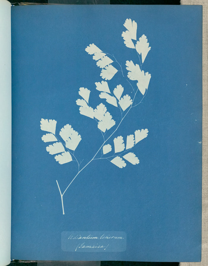 Anna Atkins:Adiantum tenerum, Jamaica,16x12