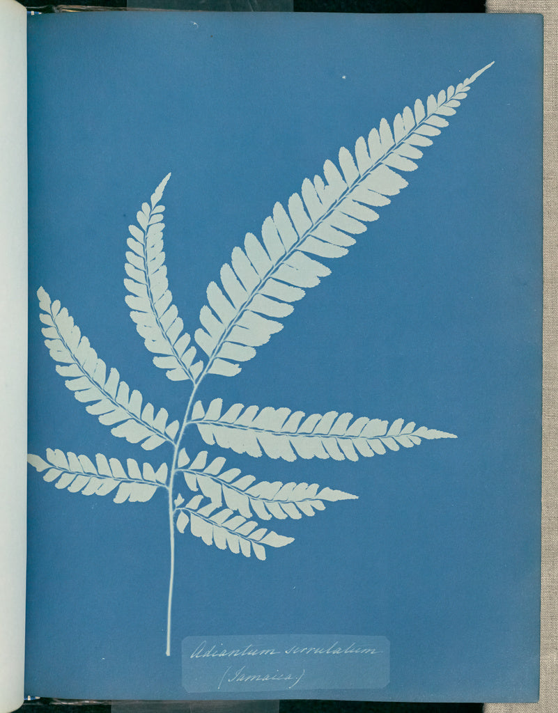 Anna Atkins:Adiantum serrulatum, Jamaica,16x12"(A3)Poster