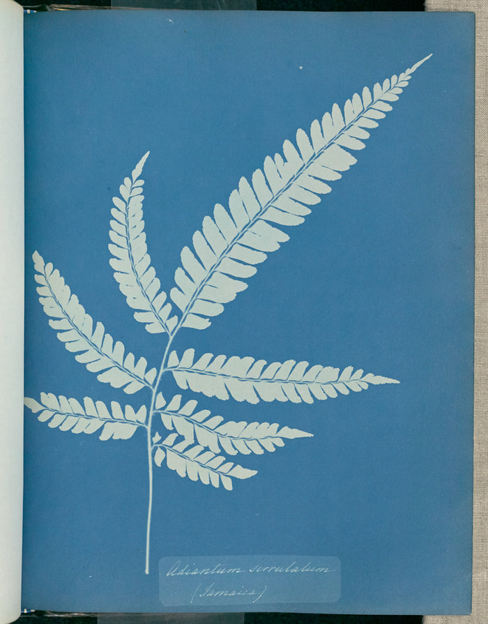 Anna Atkins:Adiantum serrulatum, Jamaica,16x12