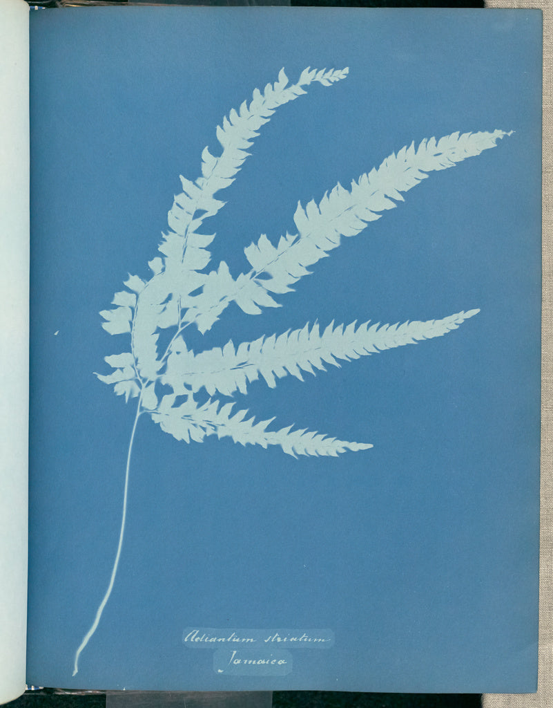 Anna Atkins:Adiantum striatum, Jamaica,16x12"(A3)Poster