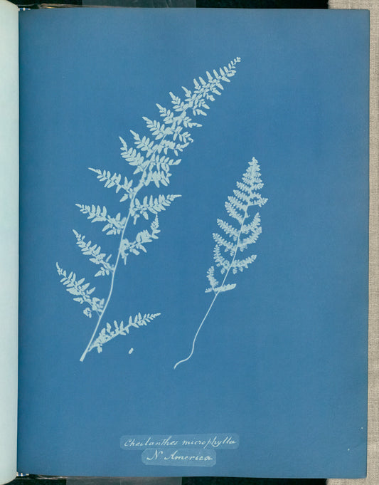 Anna Atkins:Cheilanthes microphylla, N. America,16x12"(A3)Poster