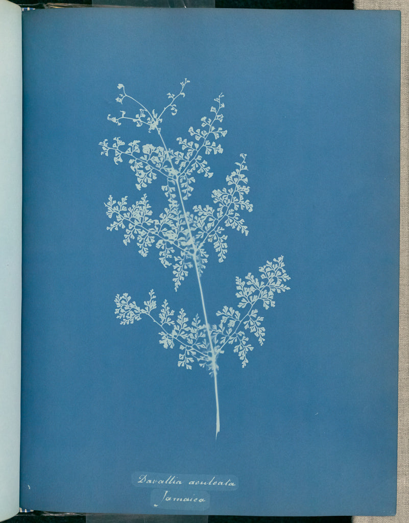 Anna Atkins:Davallia aeuleata, Jamaica,16x12"(A3)Poster